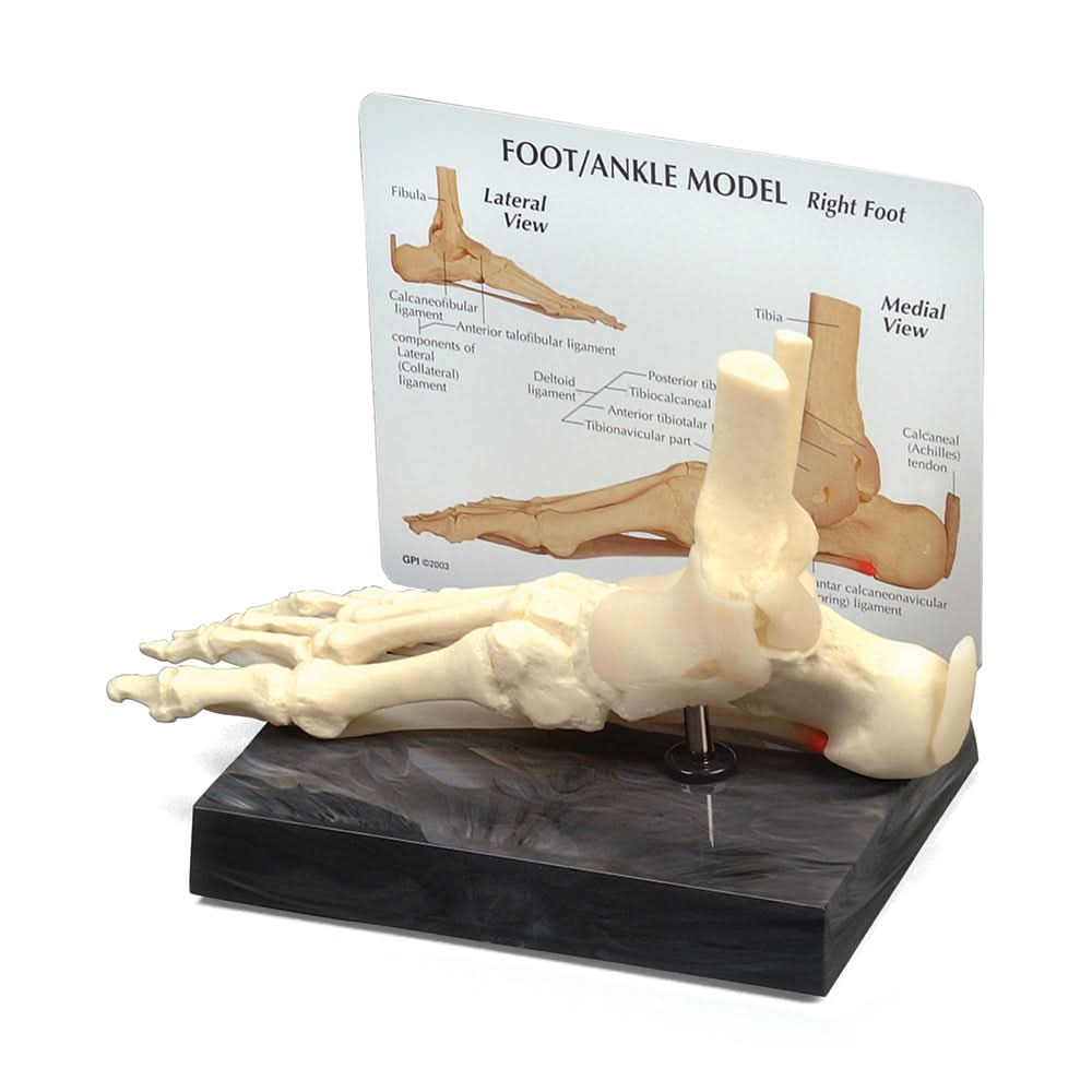 Foot & Ankle Model